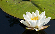 White water lily (Nymphaea alba)